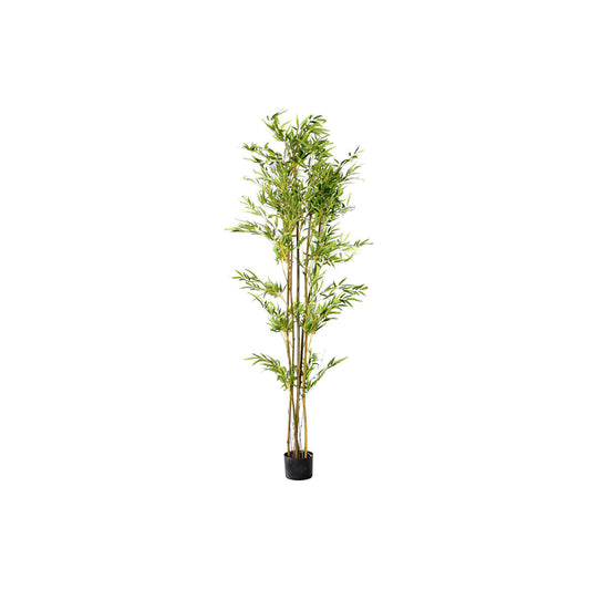 Dekorativ Plante DKD Home Decor 50 x 50 x 180 cm Polyetylen Grønn